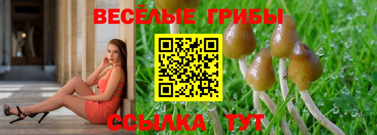 Железноводск  Галлюциногенные грибы Psilocybine cubensis  Вход с VPN 
